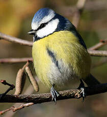 Mésange bleue