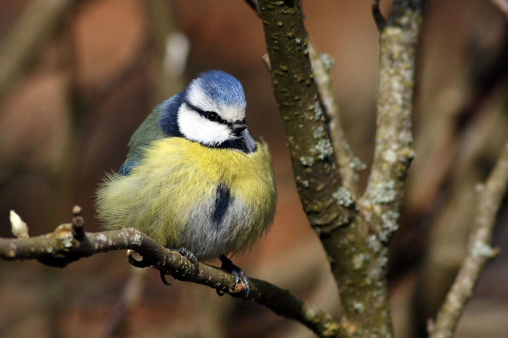 Mésange bleue