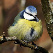 Mésange bleue