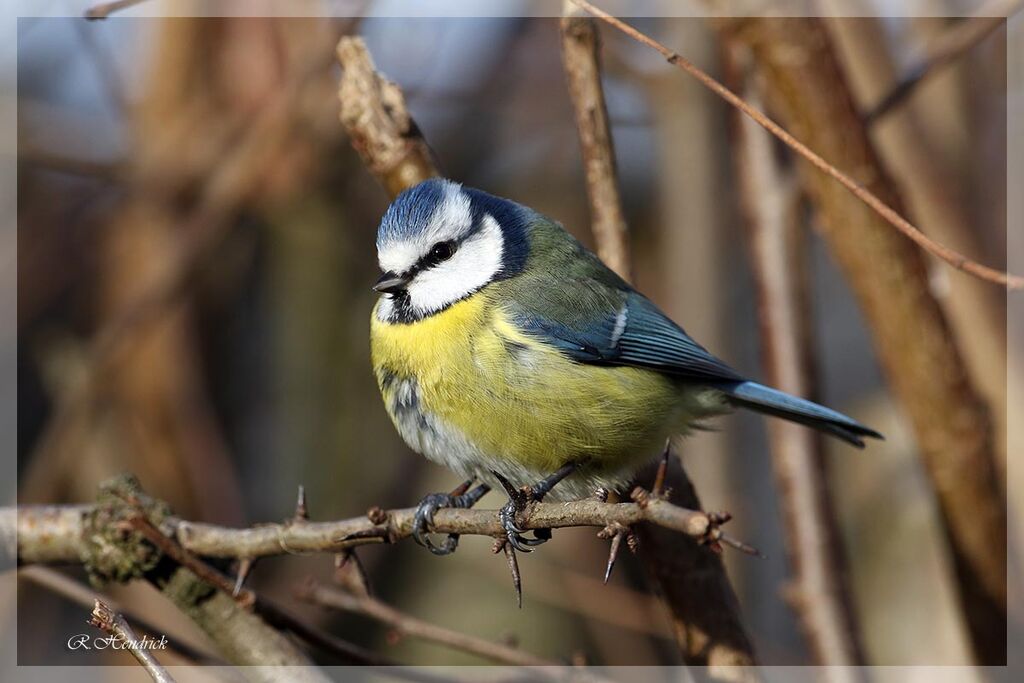 Mésange bleue