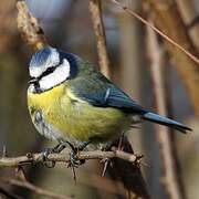 Eurasian Blue Tit