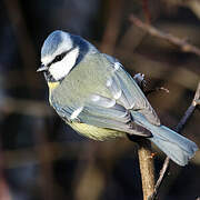 Eurasian Blue Tit