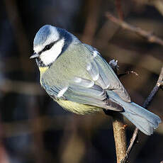 Mésange bleue