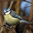 Mésange bleue