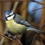 Eurasian Blue Tit