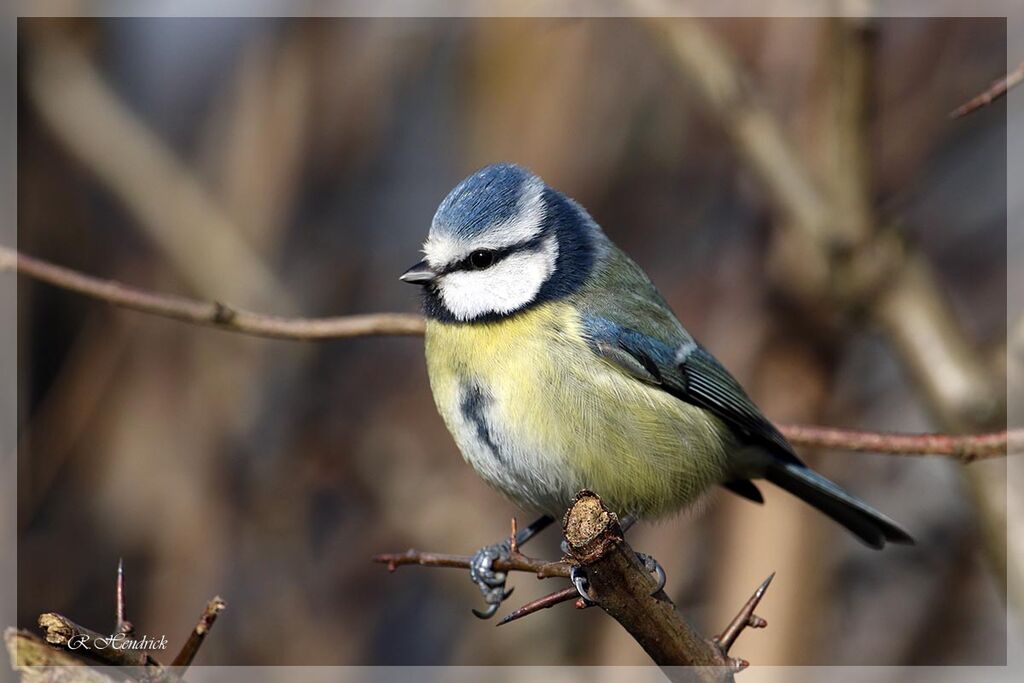 Mésange bleue