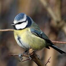 Mésange bleue