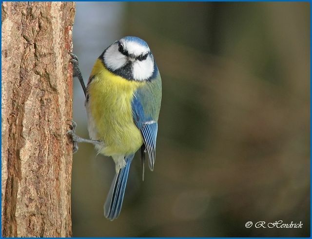 Mésange bleue