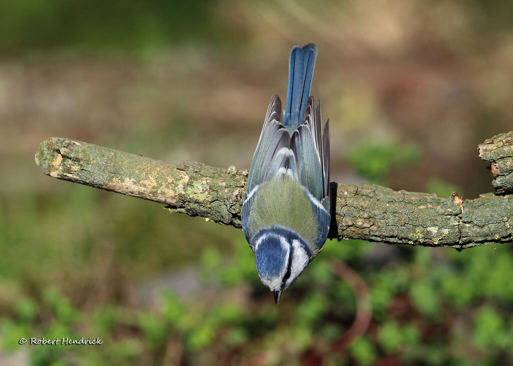 Eurasian Blue Tit