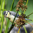 Mésange bleue