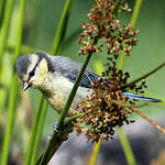 Mésange bleue