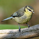 Mésange bleue