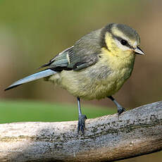 Mésange bleue