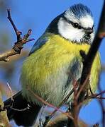 Eurasian Blue Tit