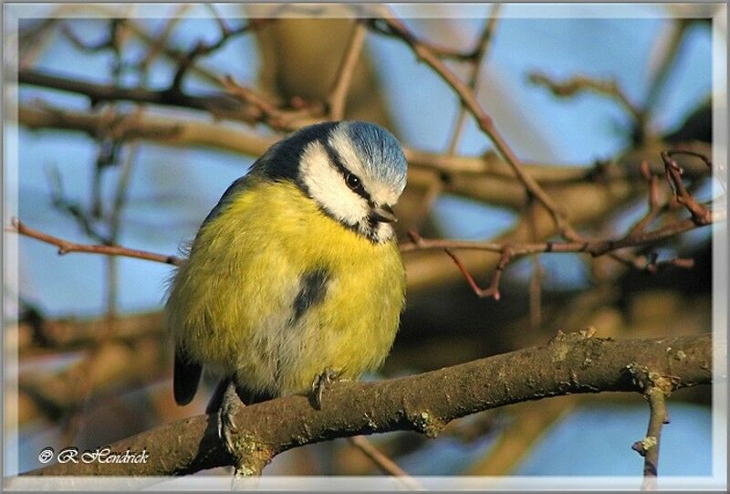 Mésange bleue