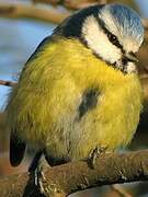 Eurasian Blue Tit