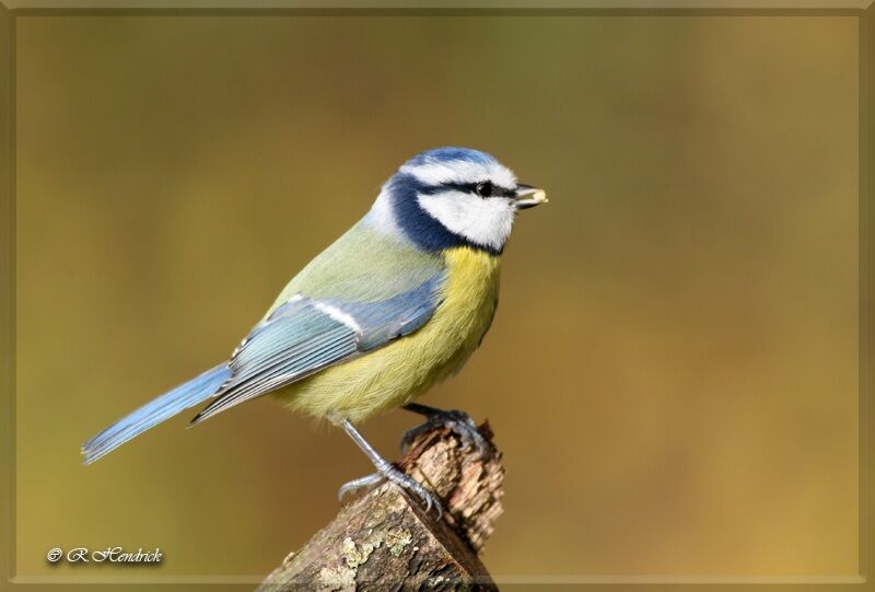 Mésange bleue