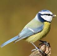 Eurasian Blue Tit