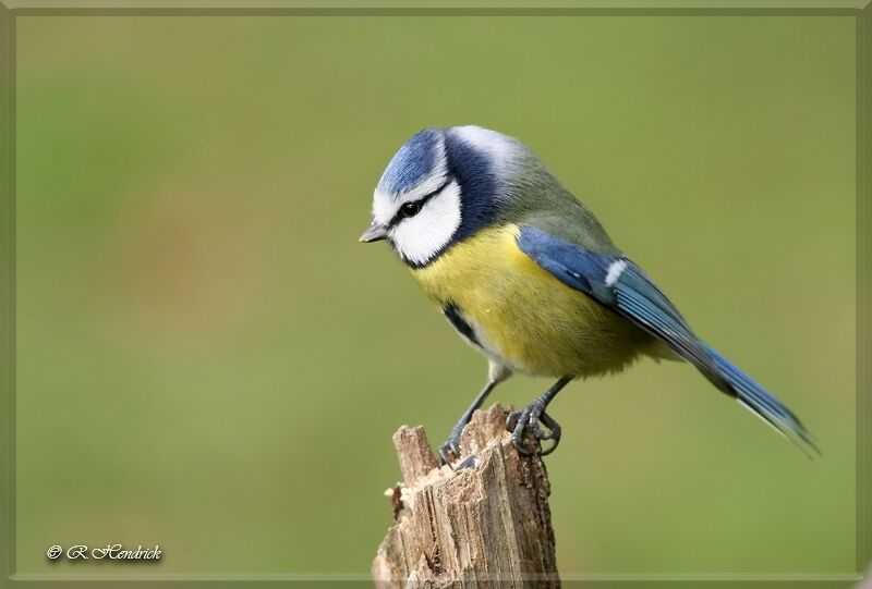 Mésange bleue