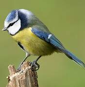 Eurasian Blue Tit