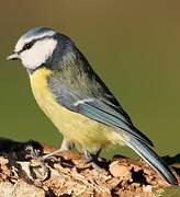 Eurasian Blue Tit