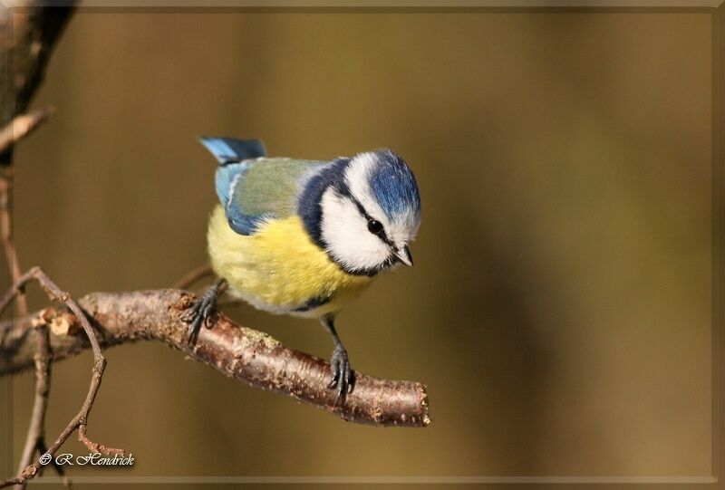 Mésange bleue