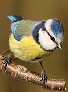 Eurasian Blue Tit