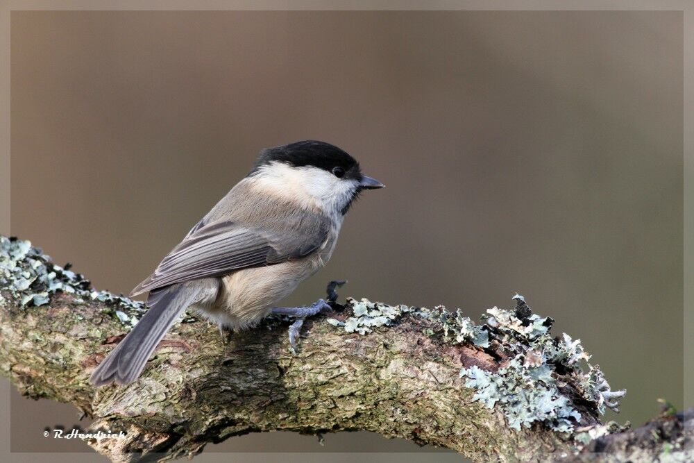 Mésange boréale