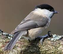 Willow Tit