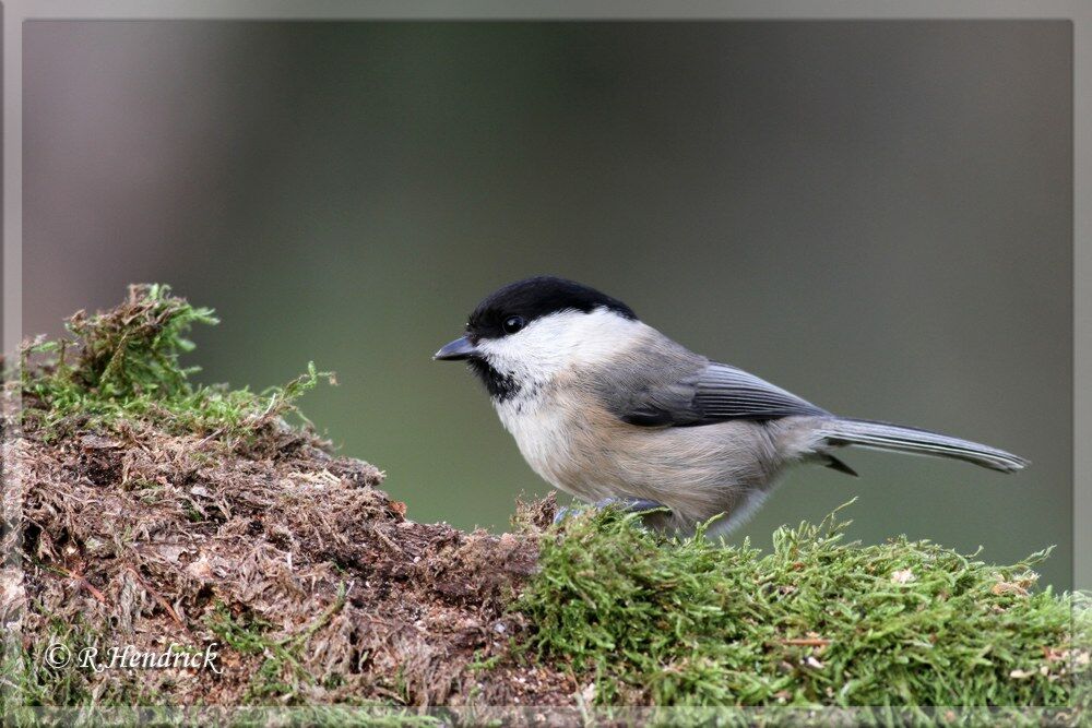 Willow Tit