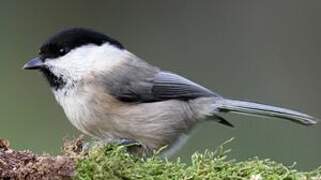 Mésange boréale