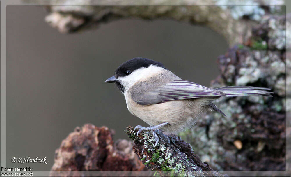 Willow Tit