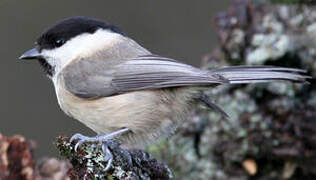 Mésange boréale