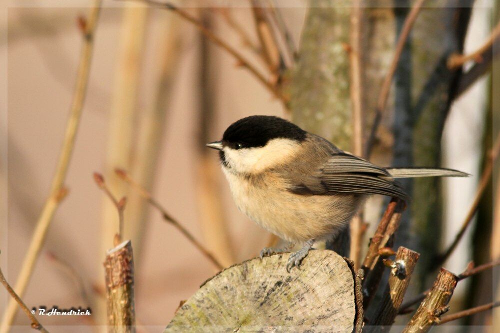 Willow Tit