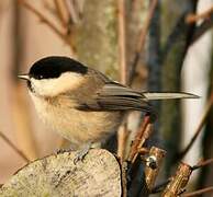 Willow Tit