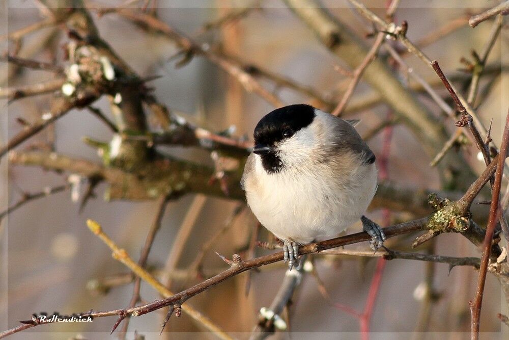 Willow Tit