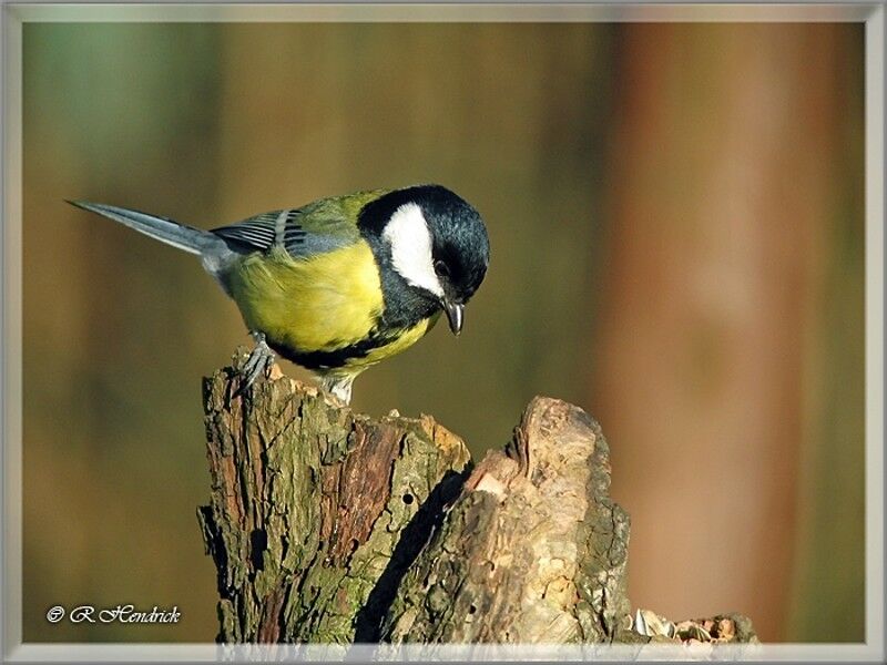 Great Tit