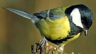 Great Tit