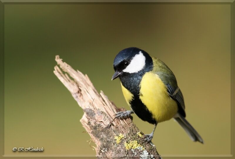 Mésange charbonnière