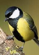 Great Tit