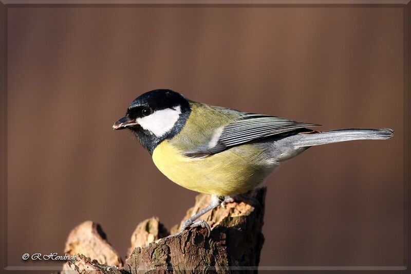 Great Tit