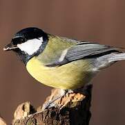 Mésange charbonnière
