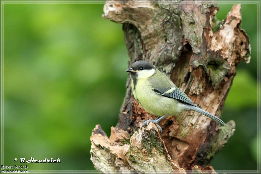 Great Titjuvenile, identification