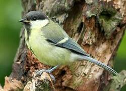 Great Tit