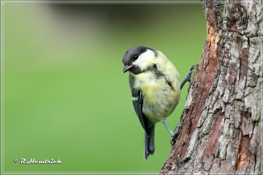 Mésange charbonnière