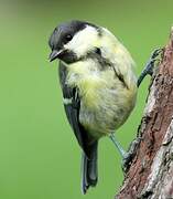 Great Tit