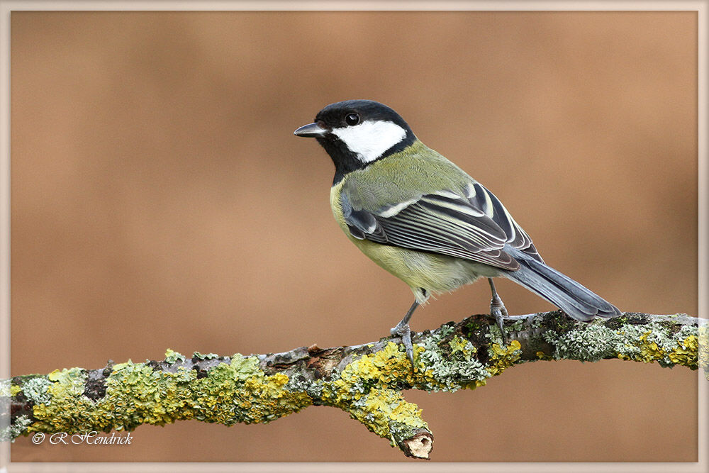 Mésange charbonnière