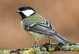 Mésange charbonnière