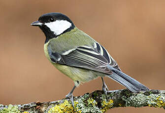 Mésange charbonnière