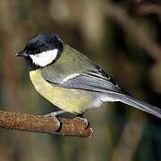 Great Tit